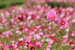 コスモス畑
