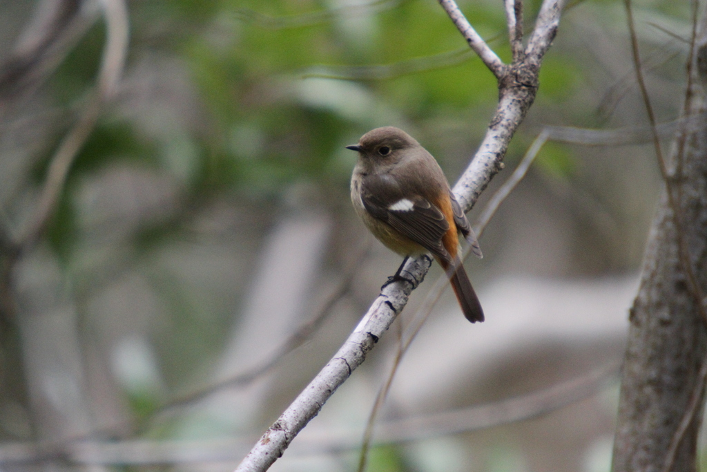 公園の野鳥、ジョウビタキ。