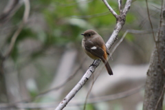 公園の野鳥、ジョウビタキ。