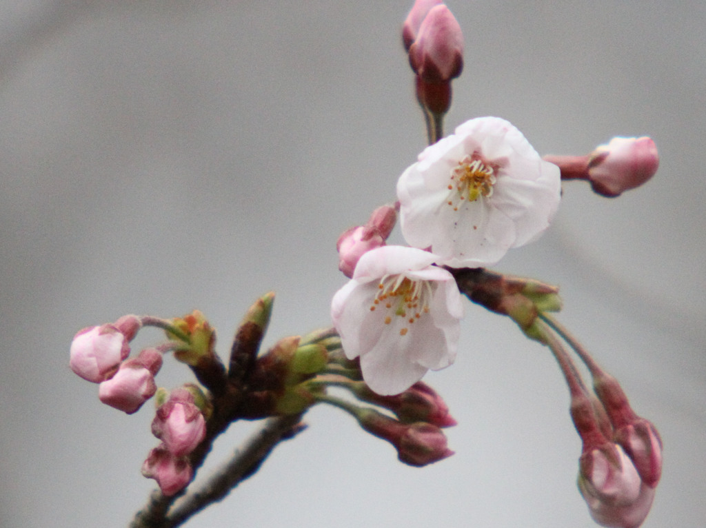 桜の季節になりました。