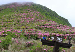くじゅう連山平治岳。ミヤマキリシマ群生地。