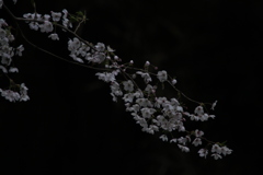 さくら。