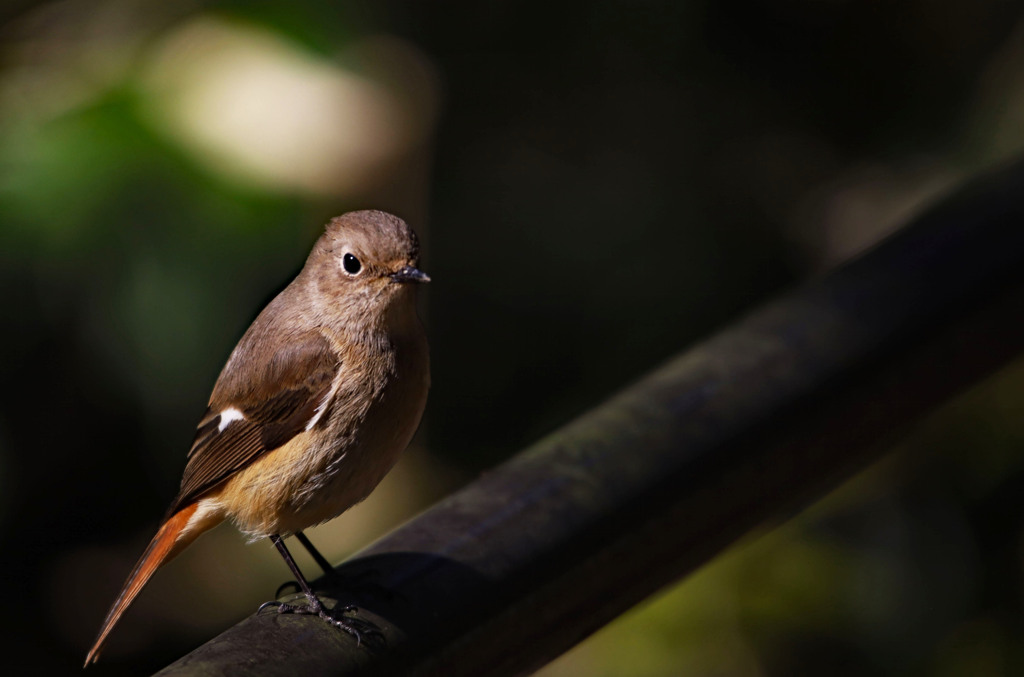 公園の野鳥　ジョウビタキ
