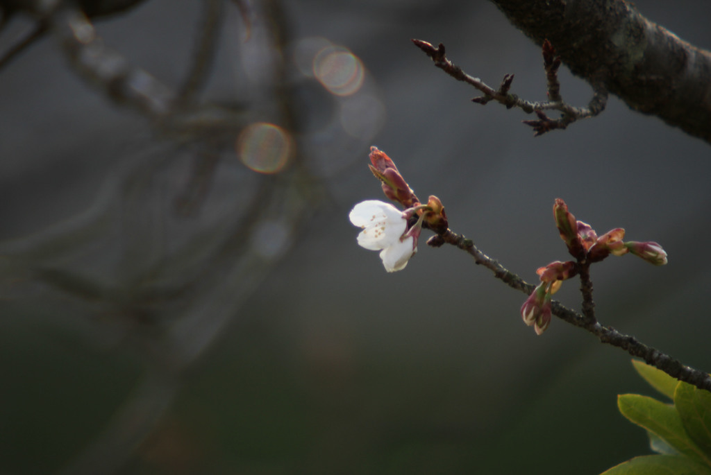 さくら　1輪