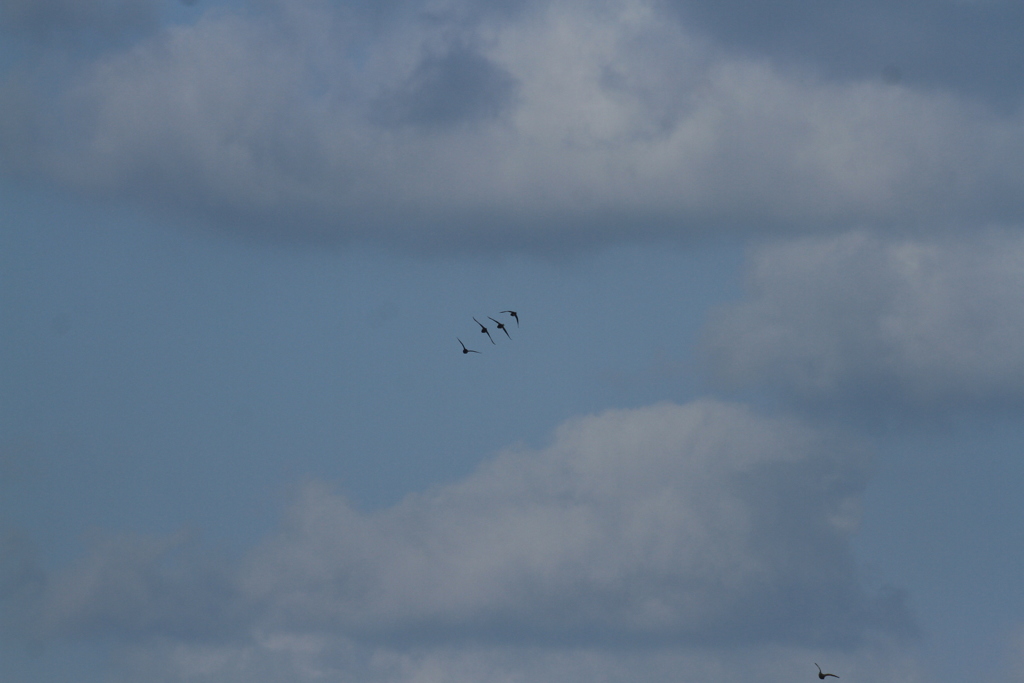 ブルーインパルス　Ⅱ