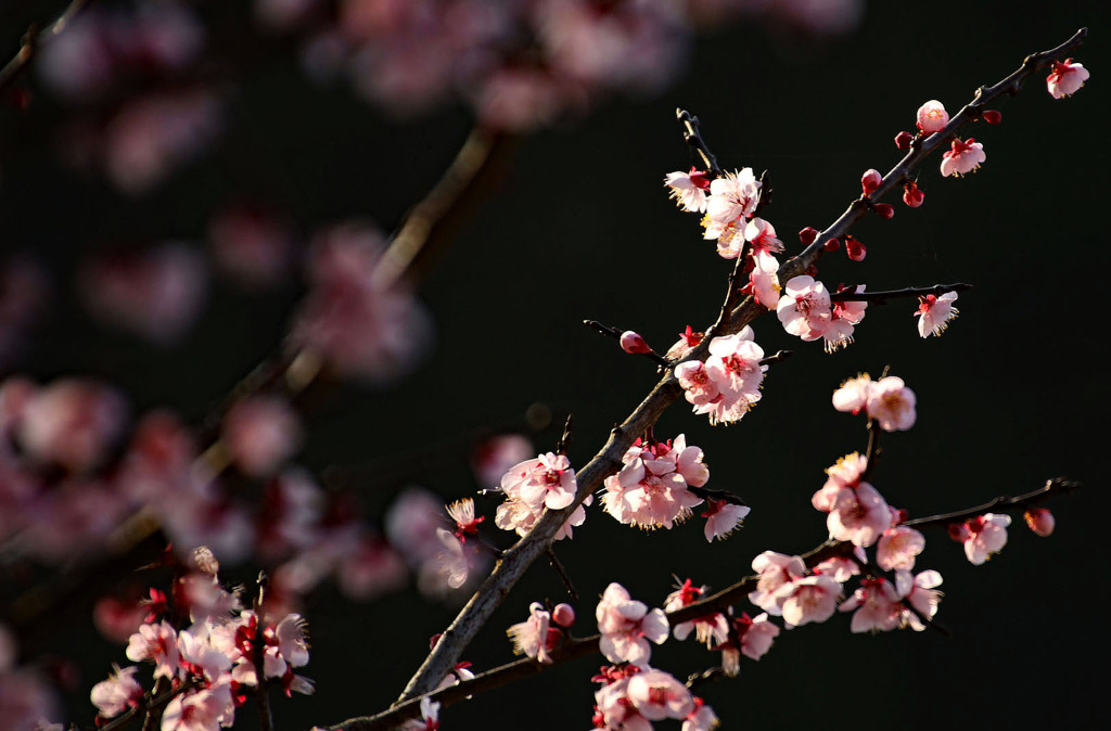 梅の花