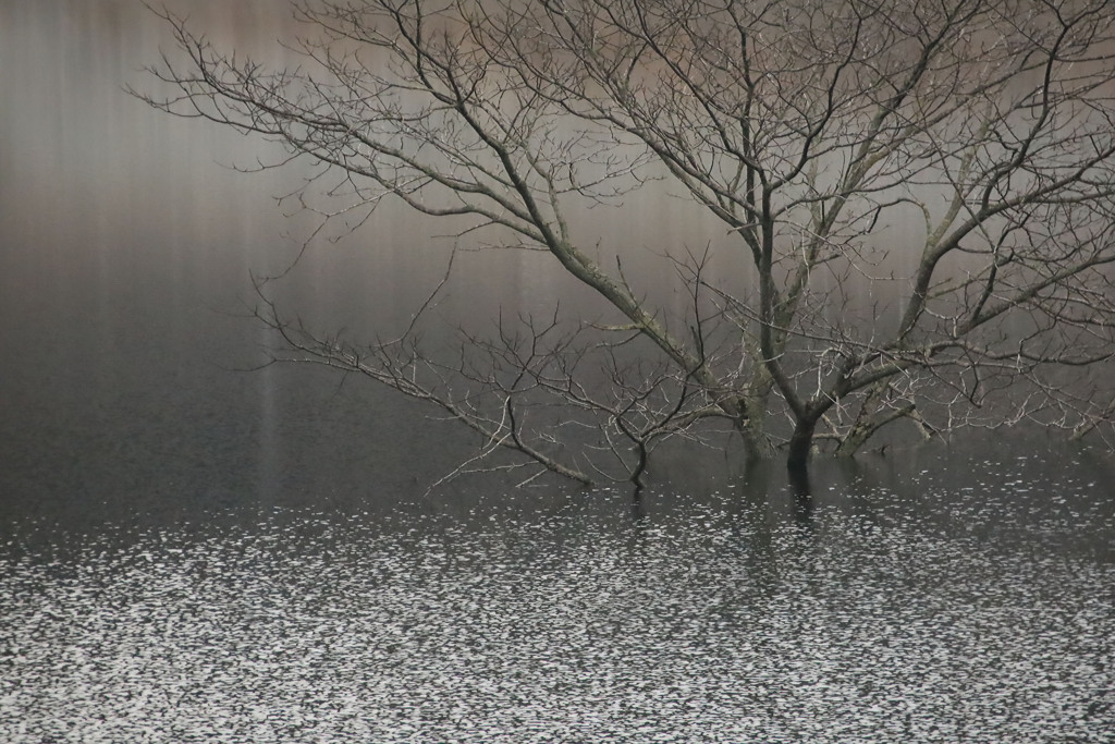 ダム湖に沈んでも