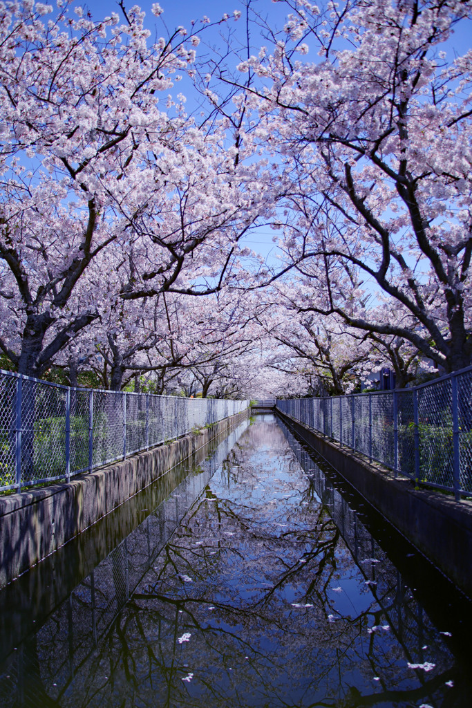 桜の頃に