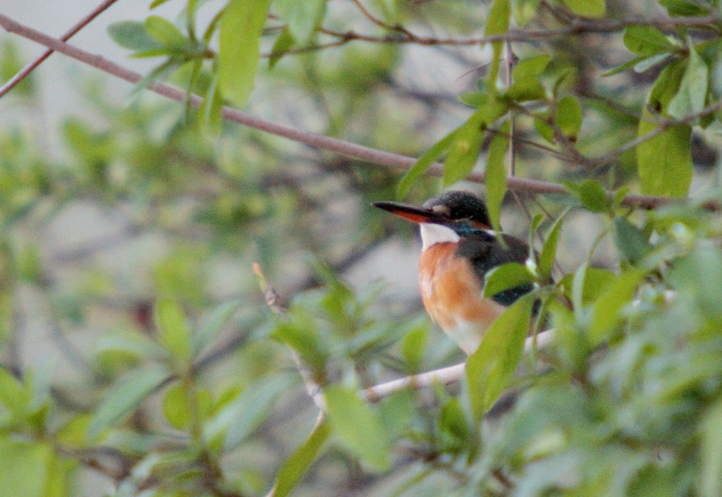 茂みに隠れて。　Ⅱ