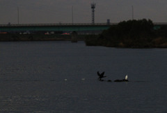 夕刻の遠賀川　Ⅳ　『飛びますよー。』