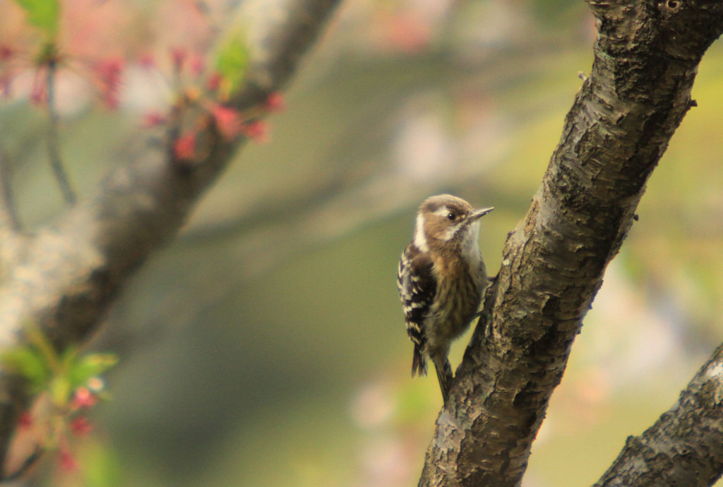 公園の野鳥　コゲラ。