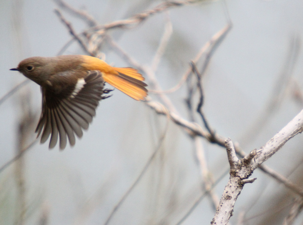 それじゃあまたね。