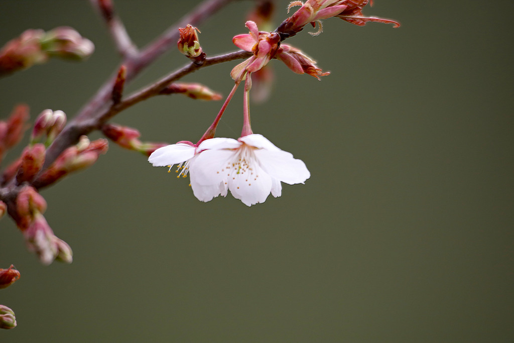 3月9日