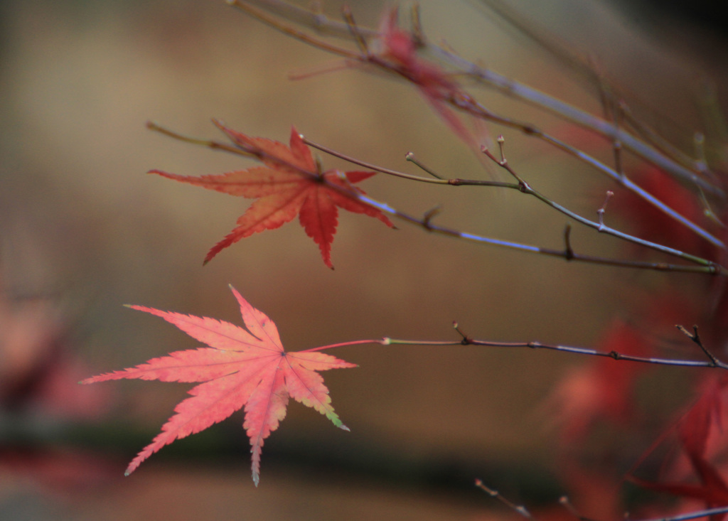 もみじ　あと少し