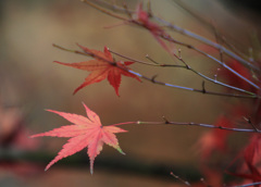 もみじ　あと少し