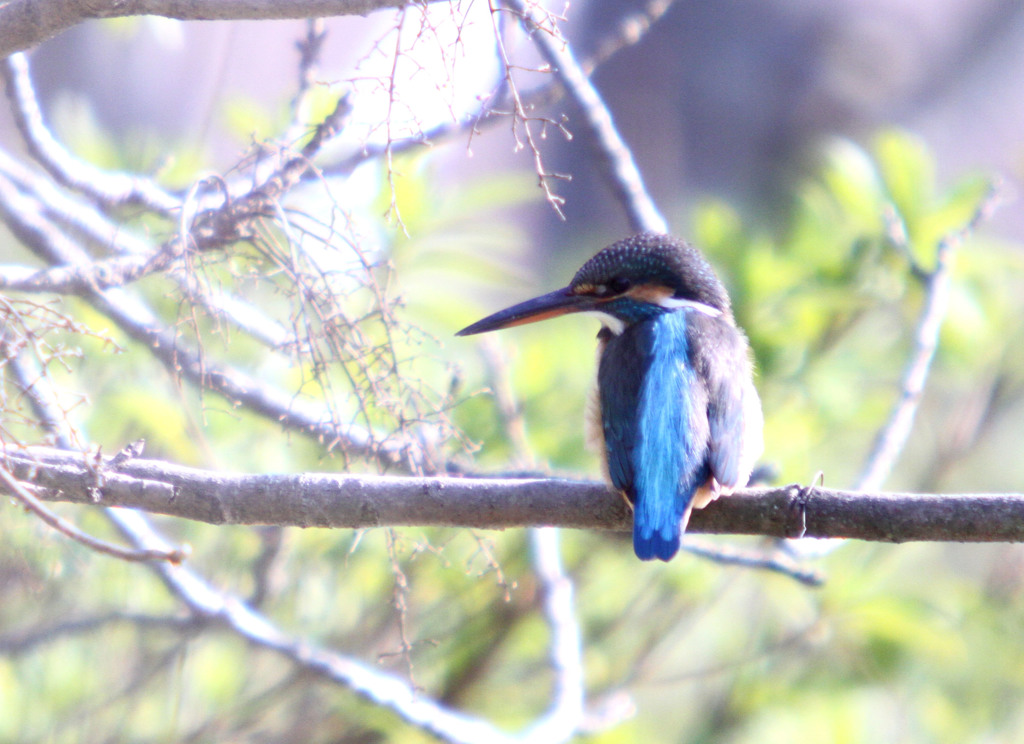 翡翠　2019.2.25　Ⅱ