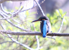 翡翠　2019.2.25　Ⅱ