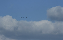 ブルーインパルス。