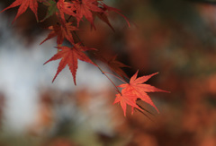 もみじ　12月3日
