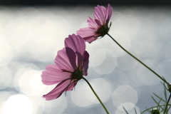 秋桜③