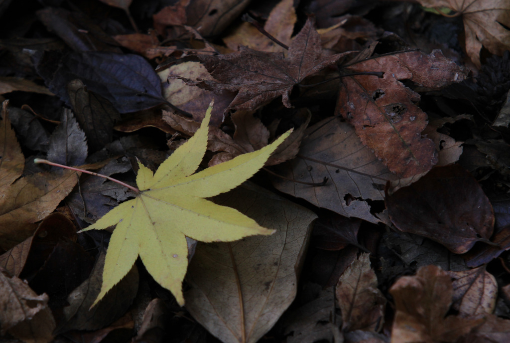 落ち葉。