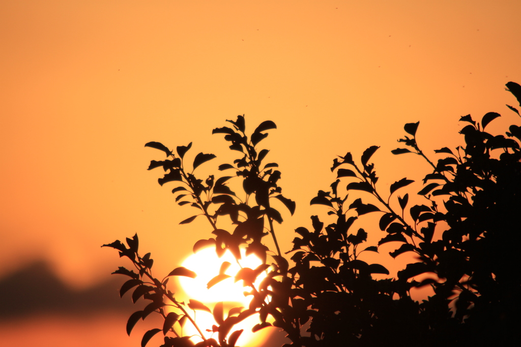 でっかい夕陽。