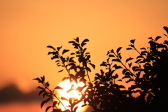 でっかい夕陽。