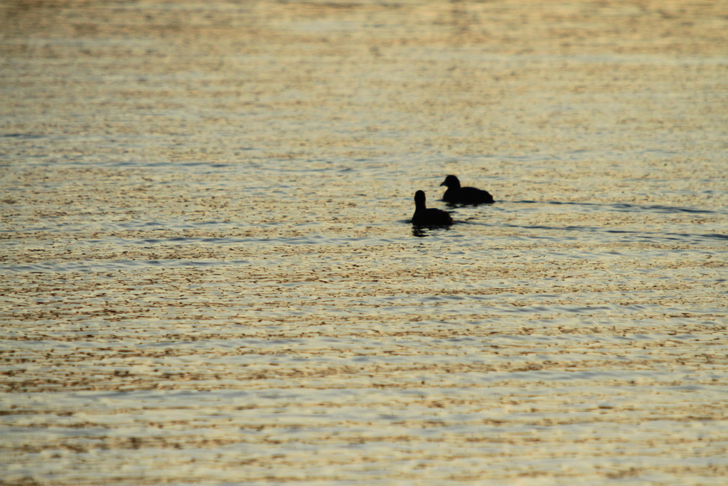 ある日の夕方。