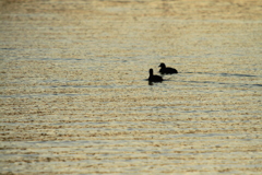 ある日の夕方。