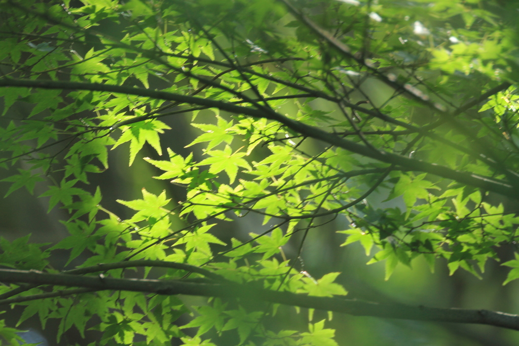 木漏れ日を浴びて。