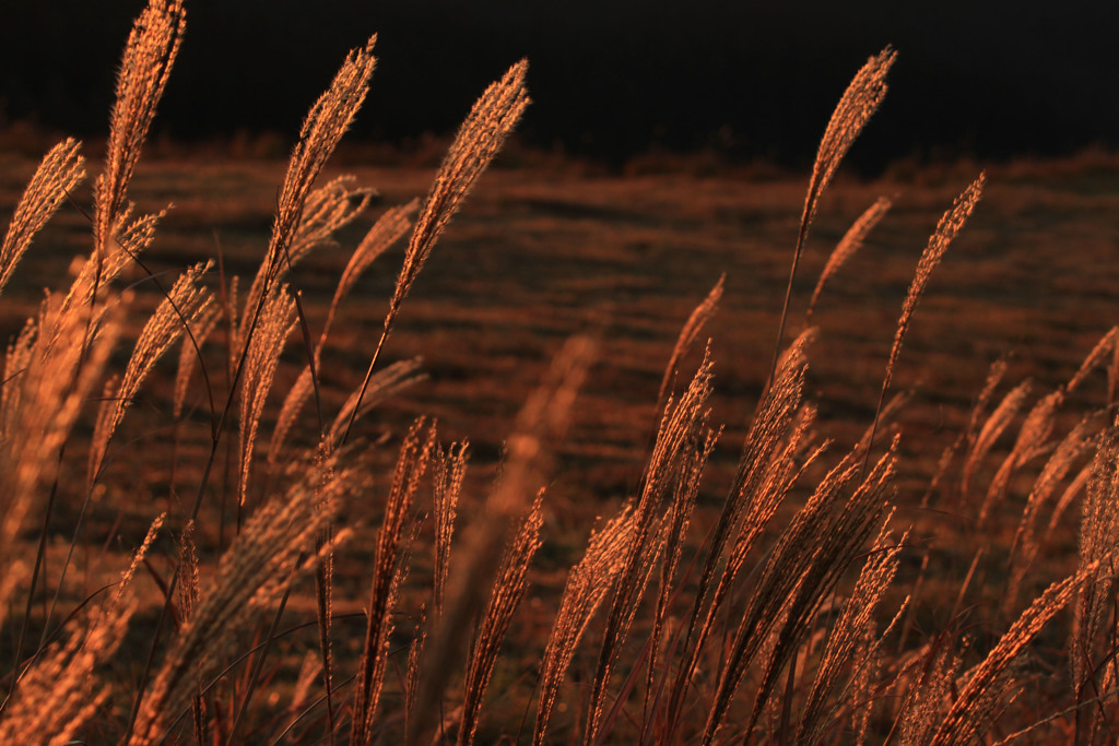 朝日を浴びて。
