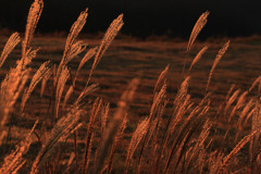 朝日を浴びて。