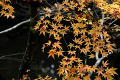 MOMIJI