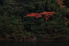 紅葉