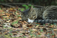 ねむいニャー！