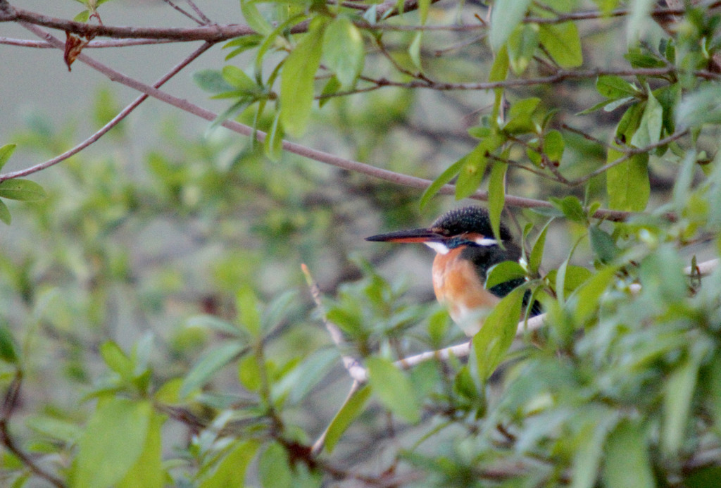 茂みに隠れて。