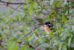 茂みに隠れて。