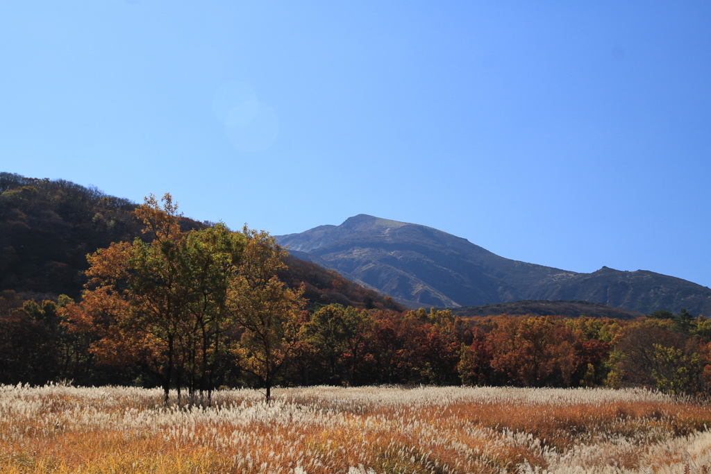 くじゅう　長者原タデ湿原。