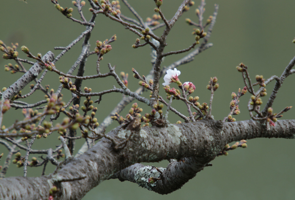 咲き始めました。