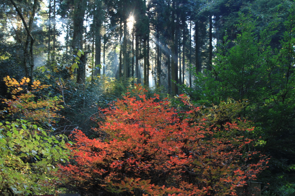 朝日差し込む森。　