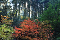 朝日差し込む森。　