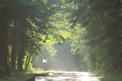 朝の散歩道