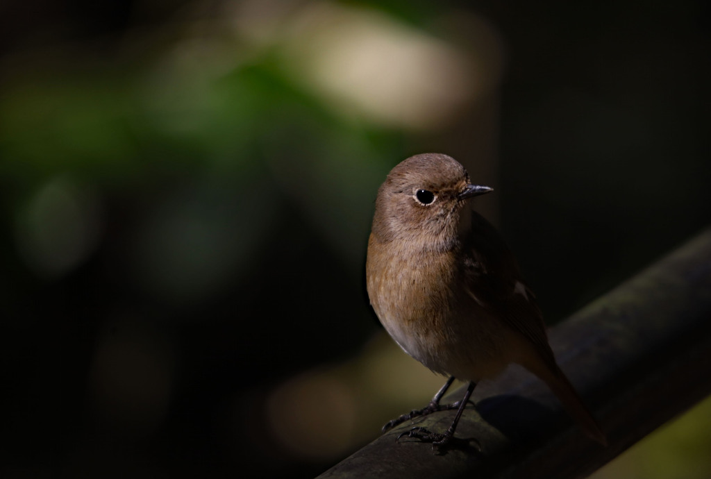 公園の野鳥　ジョウビタキ