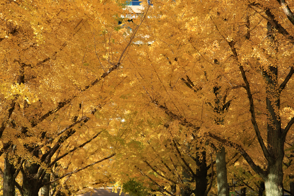 熊本県庁i銀杏並木