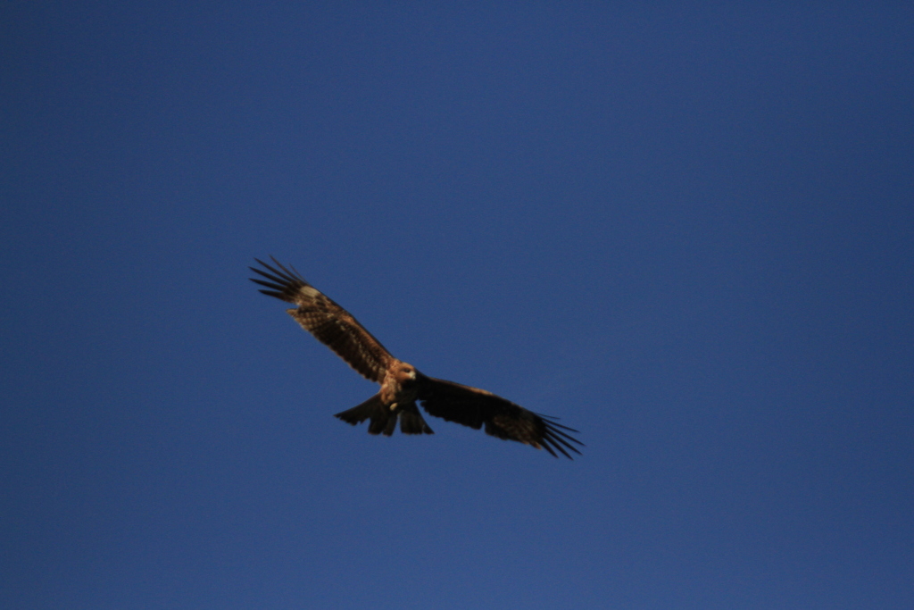この、お～ぞらにー!!