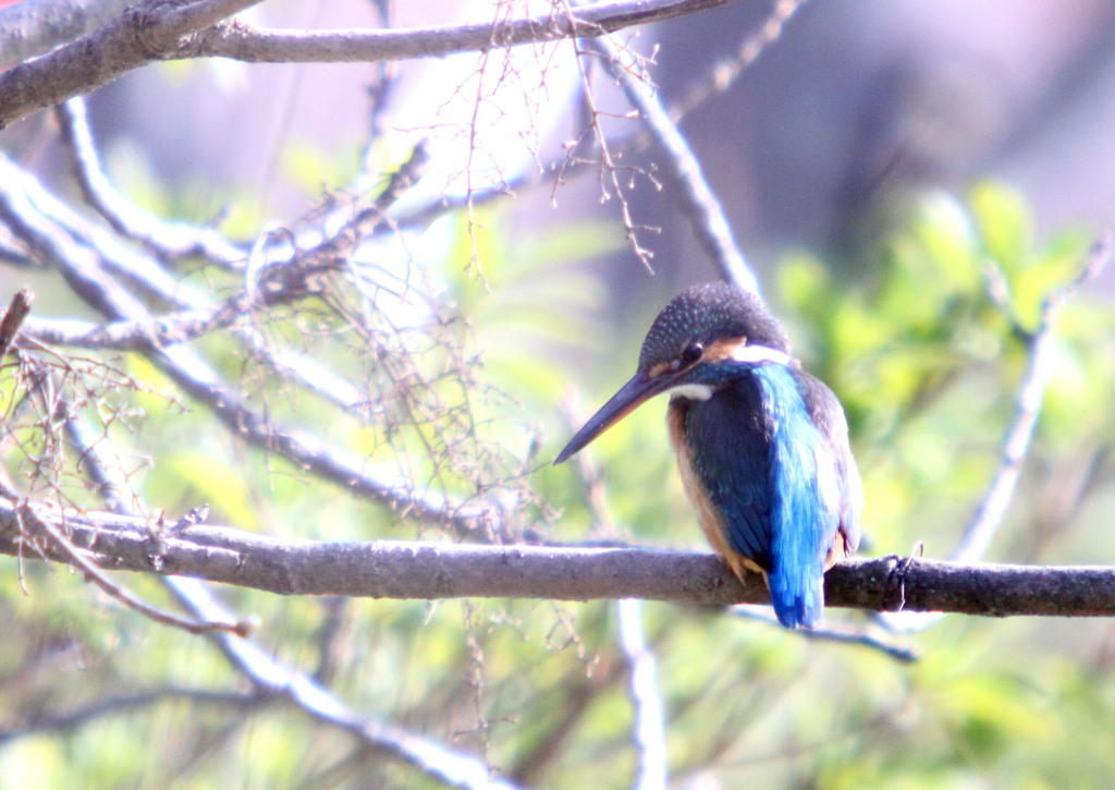 翡翠　2019.2.25　Ⅲ