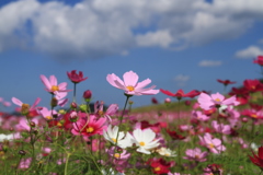 秋桜