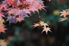 紅葉　Ⅲ