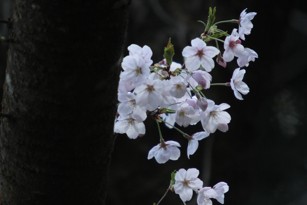 お花見　Ⅳ