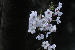 お花見　Ⅳ